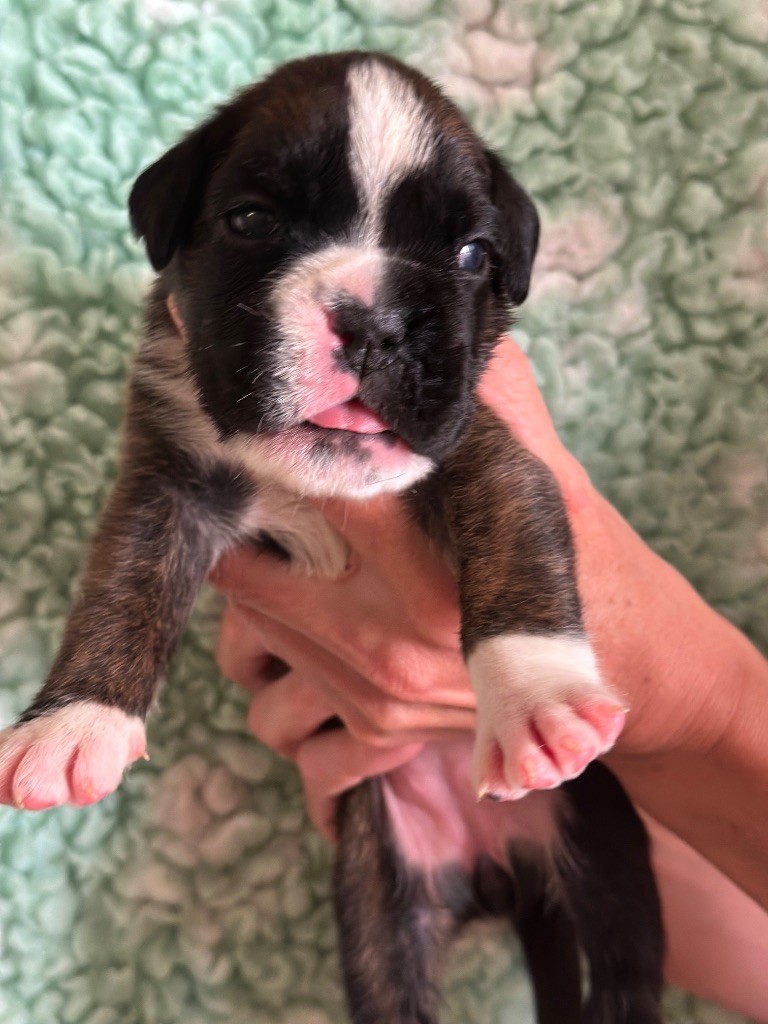 De La Colo d'Eos - Chiots disponibles - Boxer
