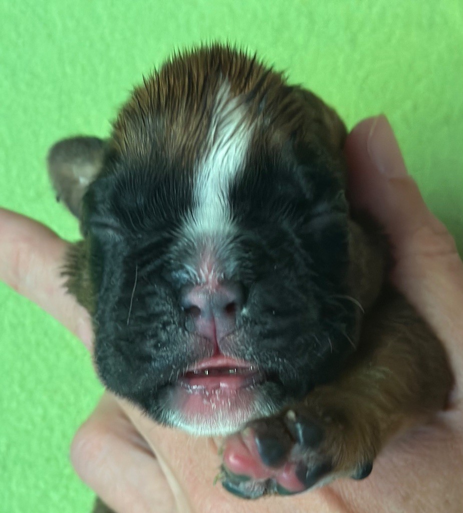 De La Colo d'Eos - Chiots disponibles - Boxer
