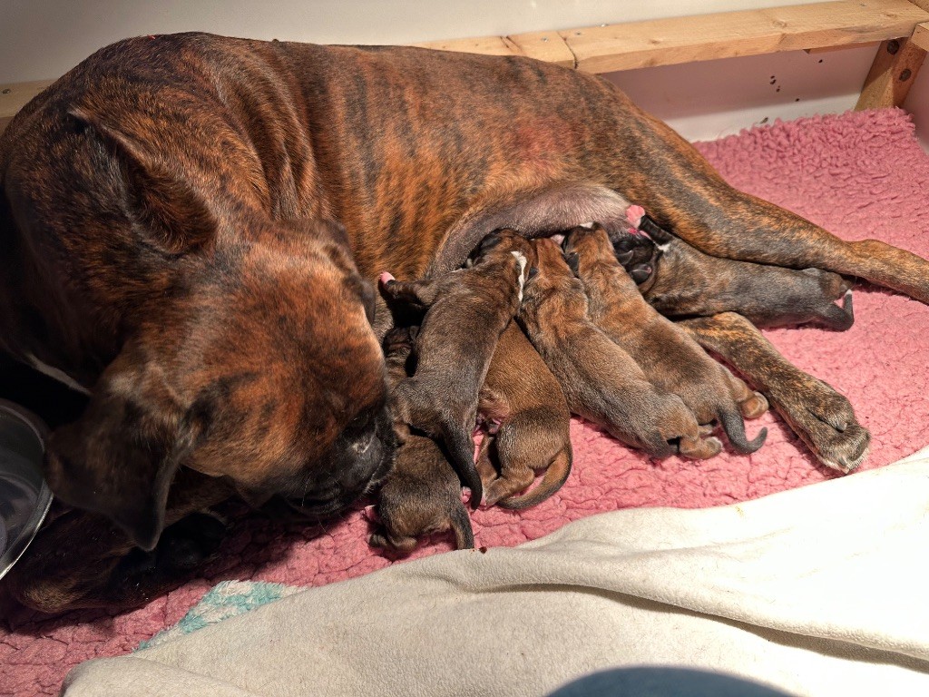 Chiot Boxer De La Colo d'Eos