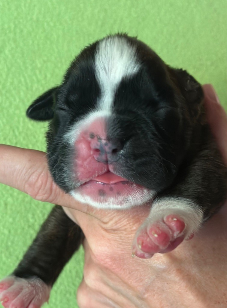 De La Colo d'Eos - Chiots disponibles - Boxer