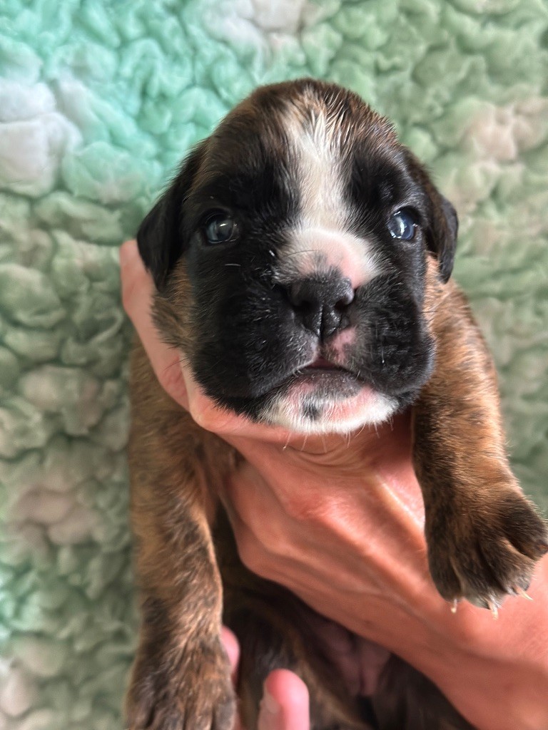 De La Colo d'Eos - Chiots disponibles - Boxer