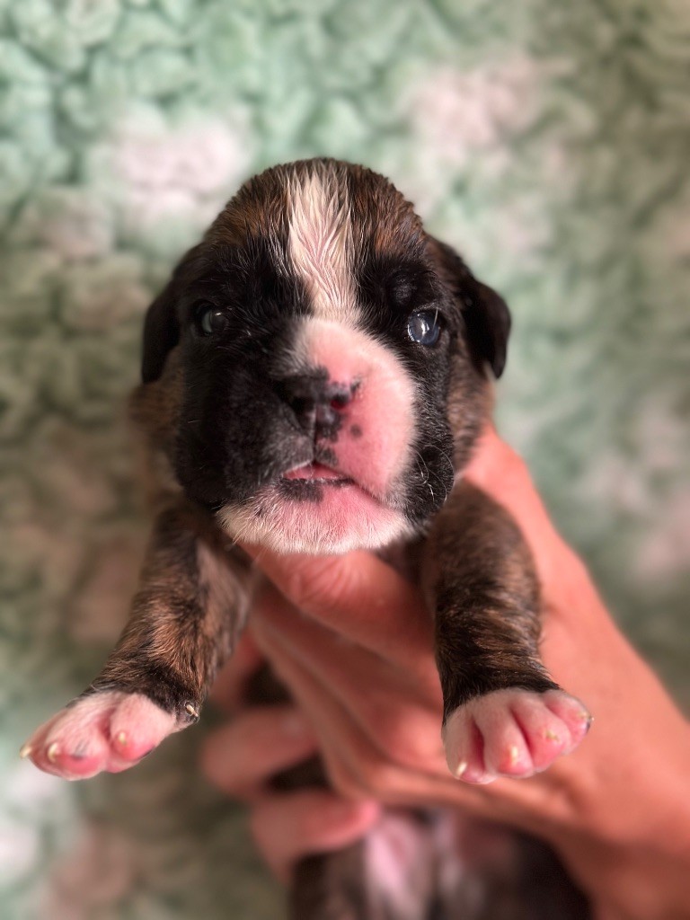 De La Colo d'Eos - Chiots disponibles - Boxer