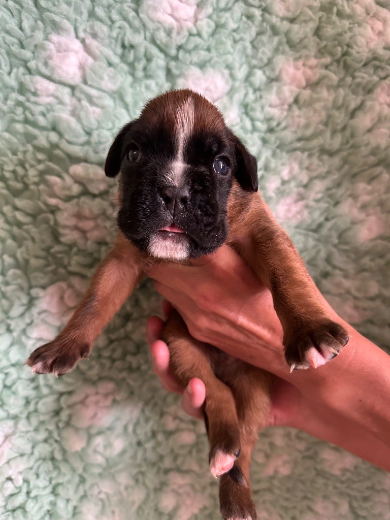 De La Colo d'Eos - Chiots disponibles - Boxer