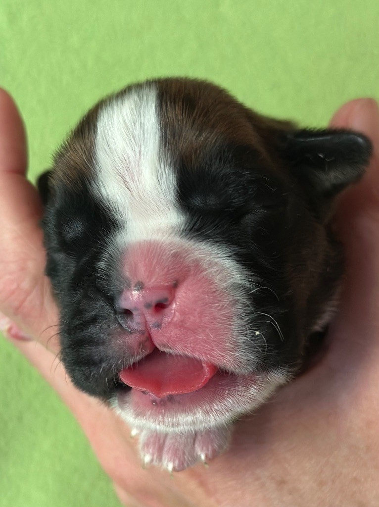 De La Colo d'Eos - Chiots disponibles - Boxer