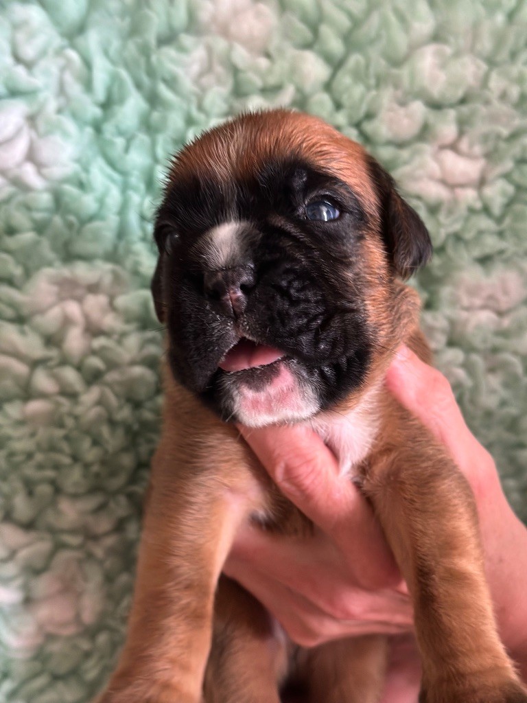 De La Colo d'Eos - Chiots disponibles - Boxer