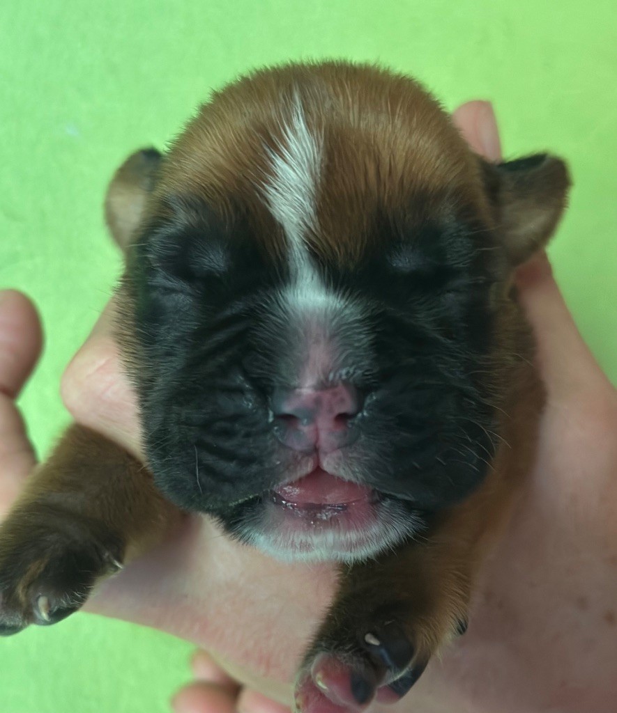 De La Colo d'Eos - Chiots disponibles - Boxer