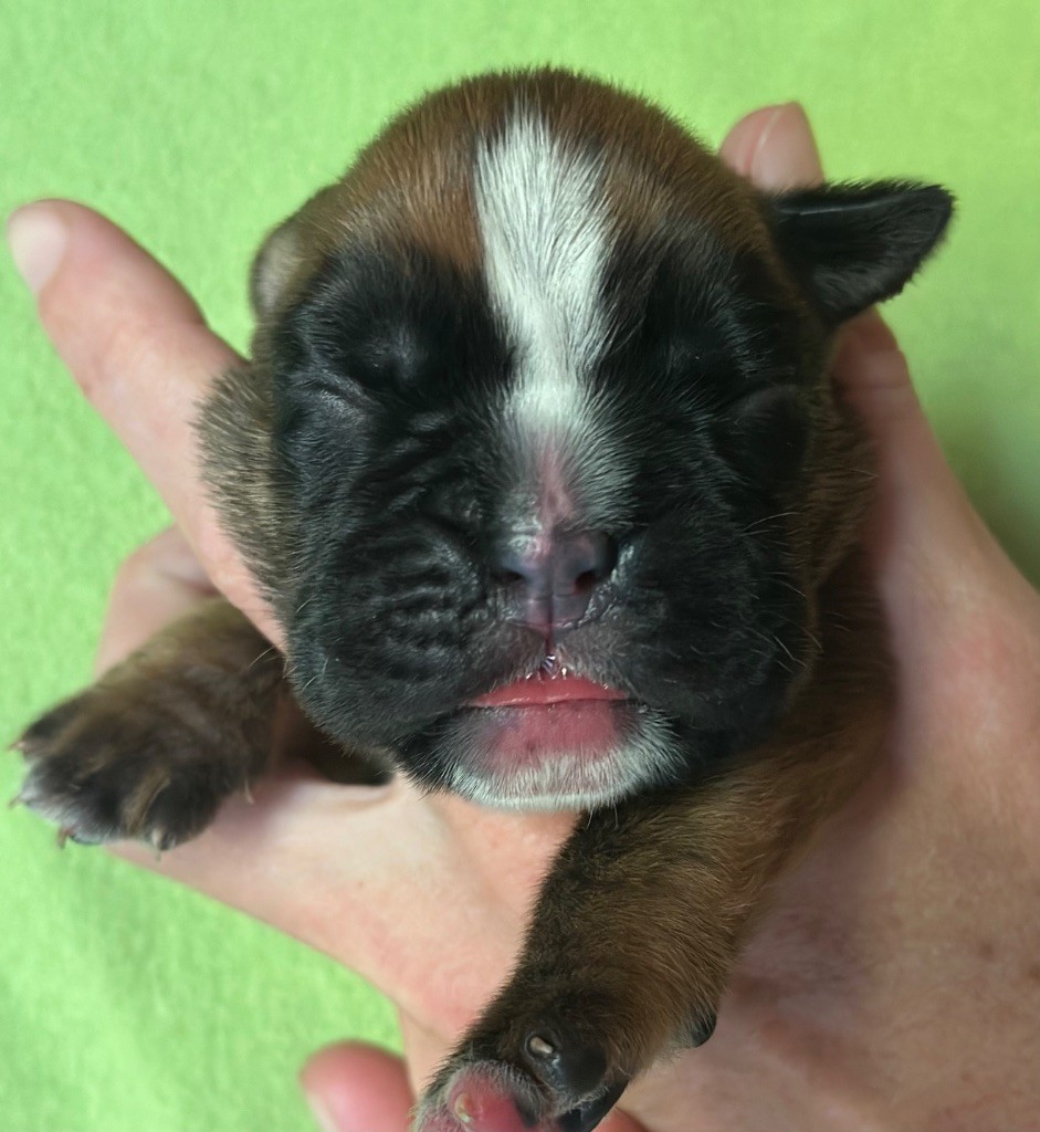 De La Colo d'Eos - Chiots disponibles - Boxer