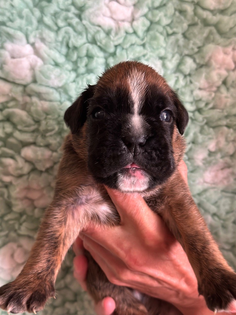 De La Colo d'Eos - Chiots disponibles - Boxer